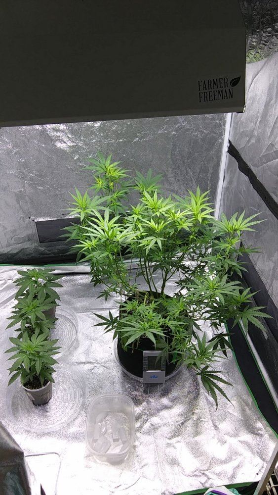 Opinions on my current grow