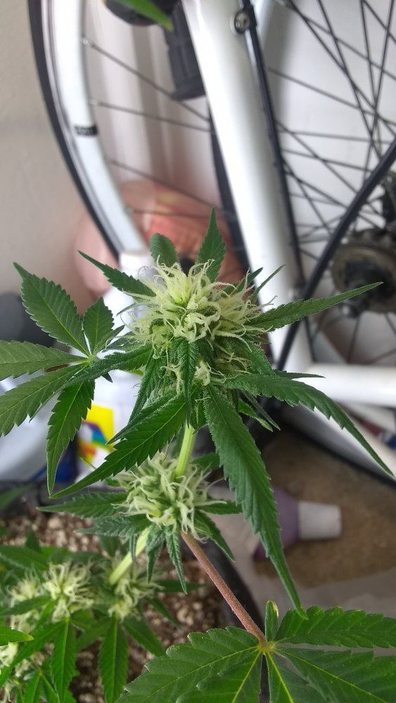 Opinions on plant health how old is it worth the grow what can i do different for next crop 2