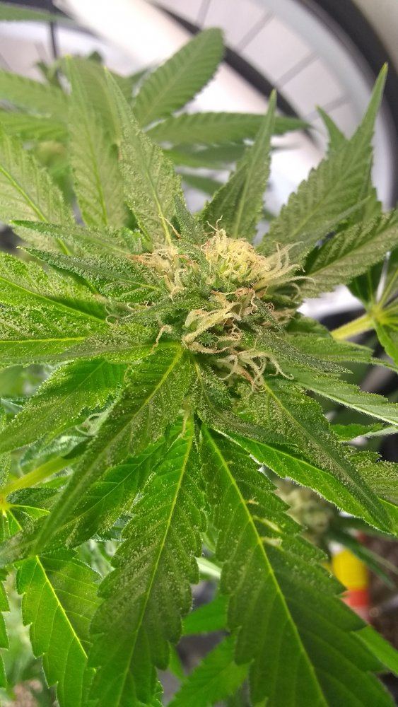 Opinions on plant health how old is it worth the grow what can i do different for next crop 3