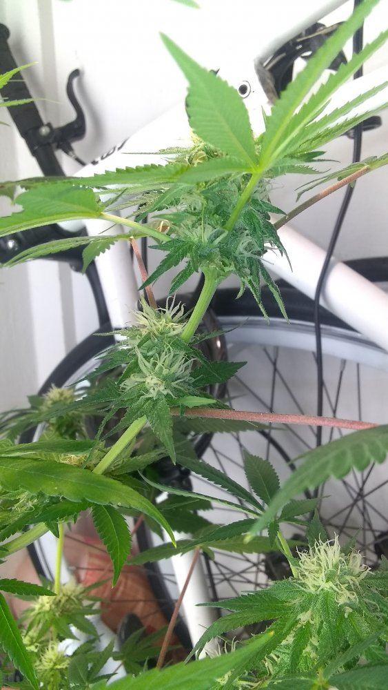 Opinions on plant health how old is it worth the grow what can i do different for next crop 4