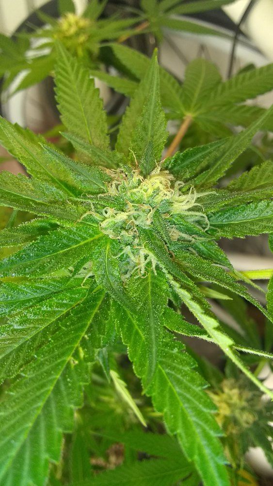 Opinions on plant health how old is it worth the grow what can i do different for next crop 5