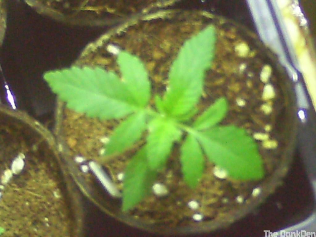 Opium