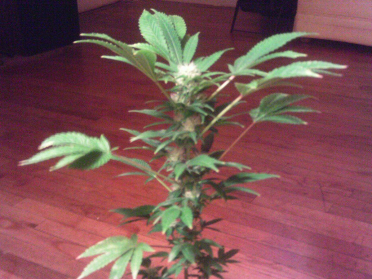 Opium3weeks