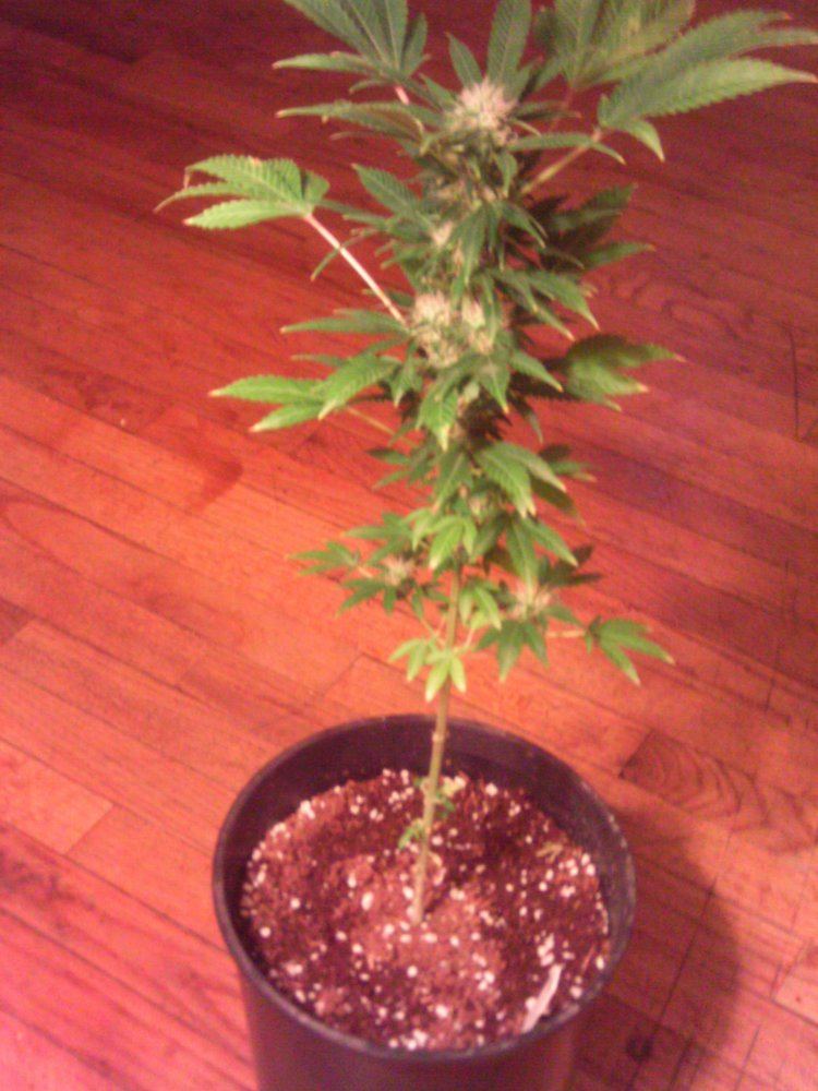 Opium4weeks