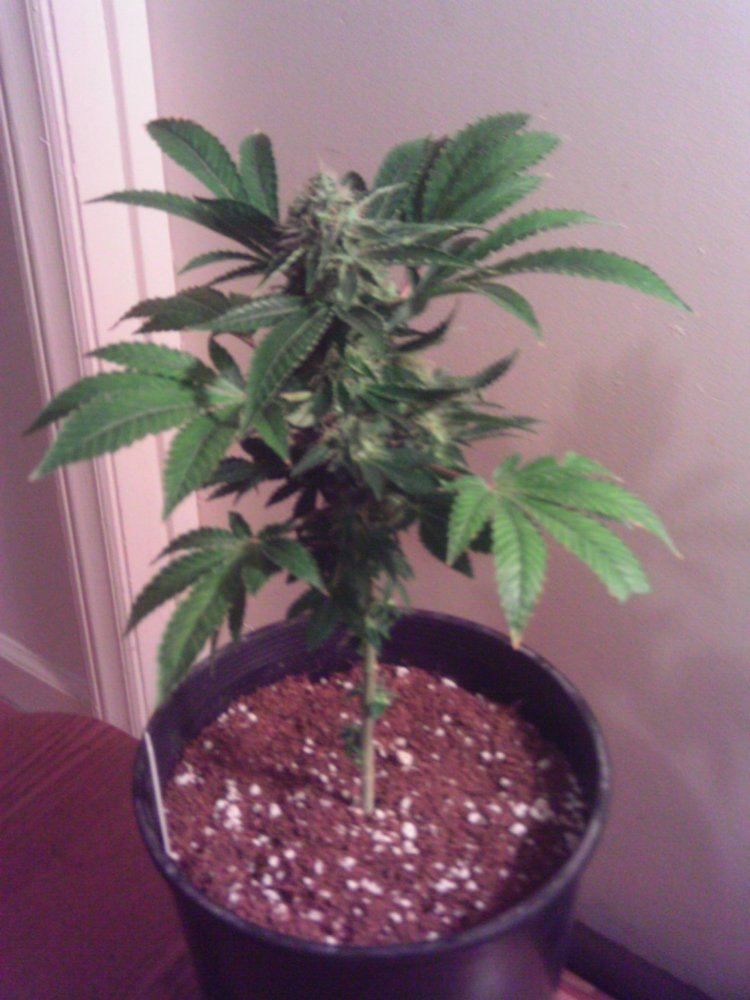 Opium6weeks