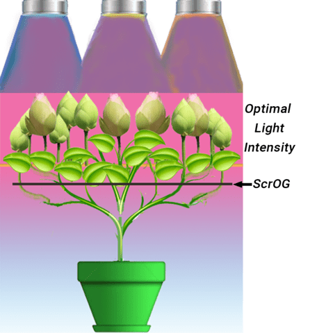 Optimal light 0e6aba53 4c6e 4b54 bde1 f17d4fe118df
