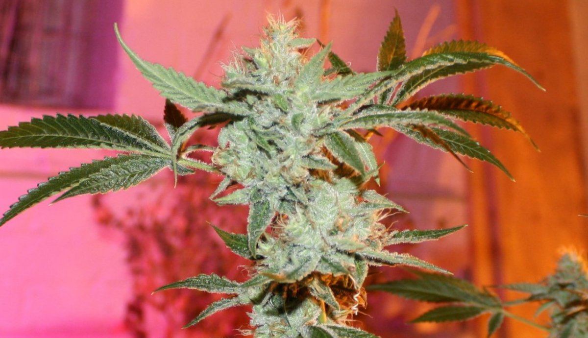 Optimus Prime 2 at 44 days