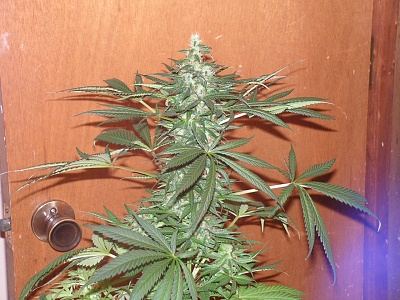 Orange20larry20cola