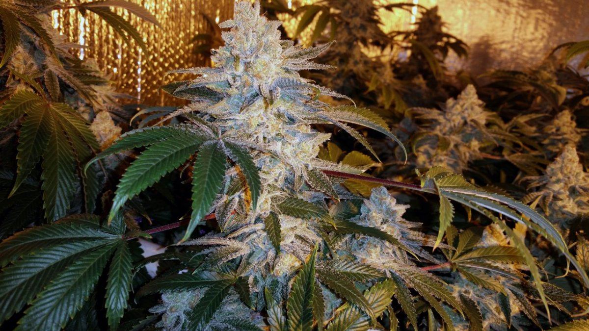 Orange cookies 2