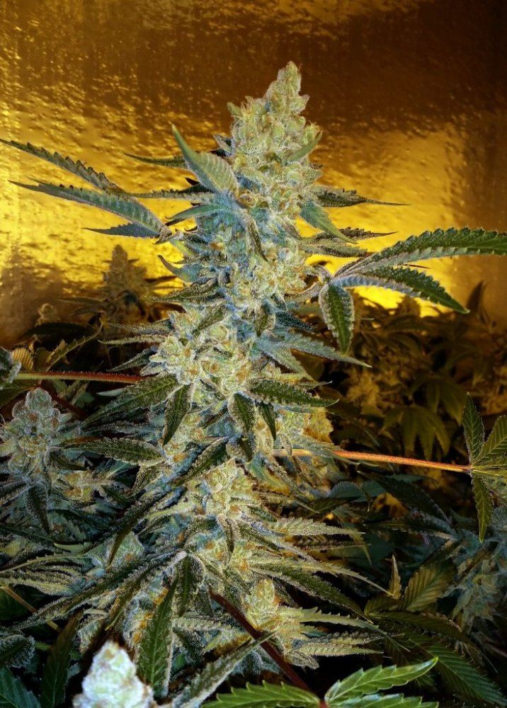 Orange cookies
