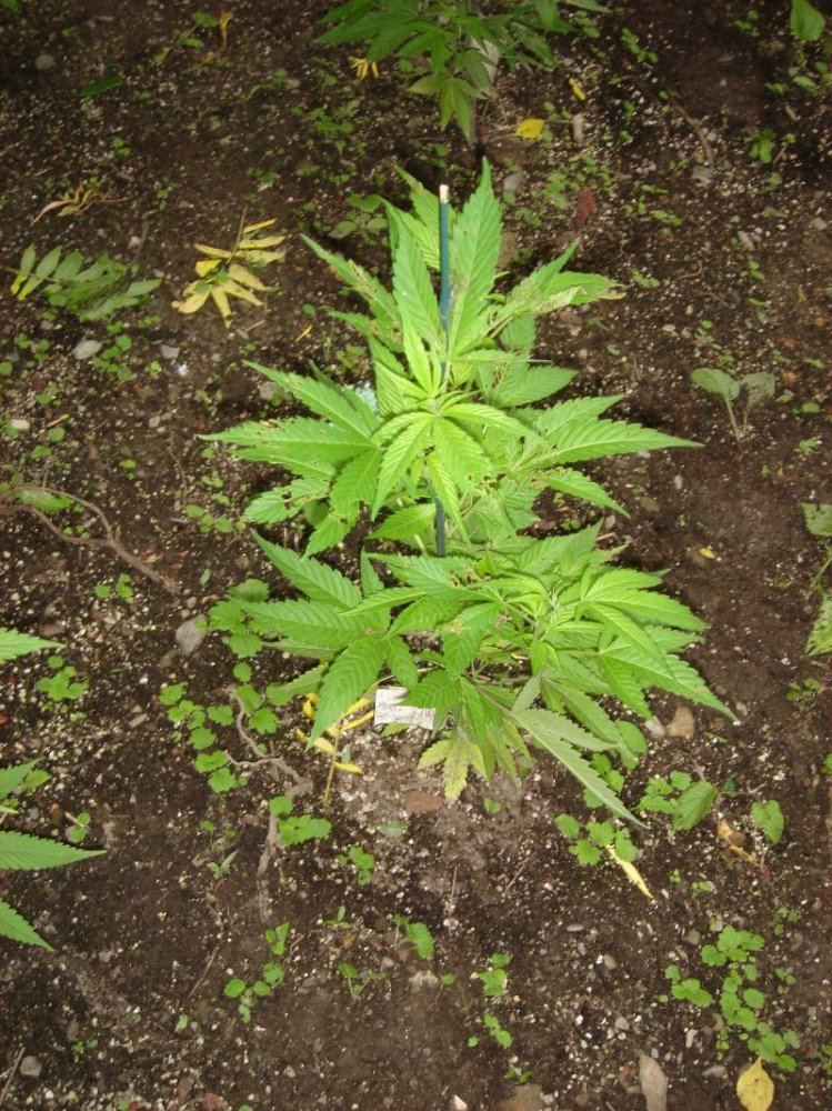 ORANGE DIESEL 036