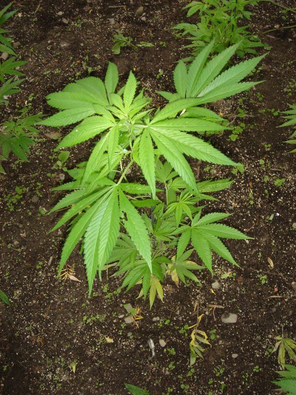 ORANGE DIESEL033