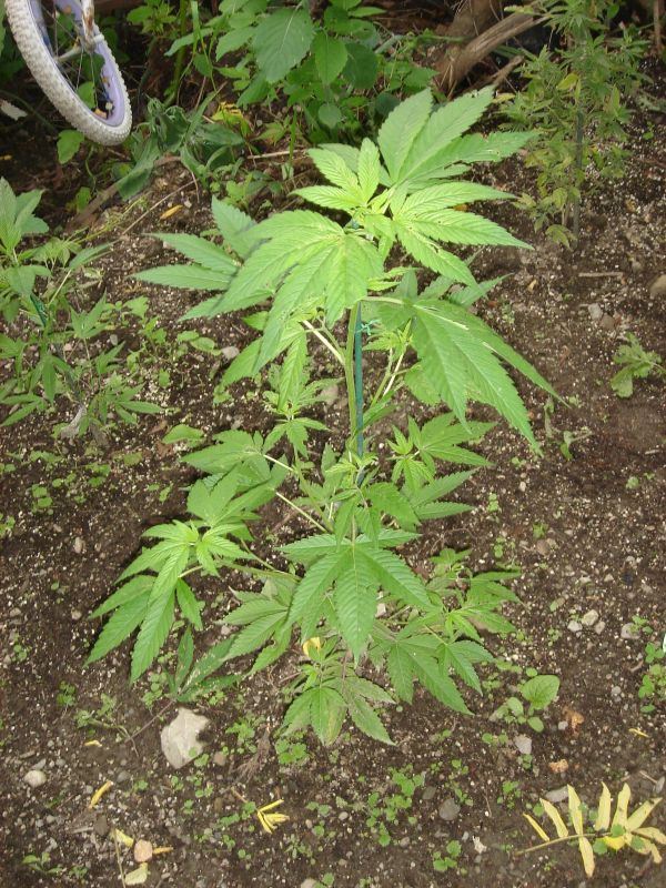 ORANGE DIESEL32
