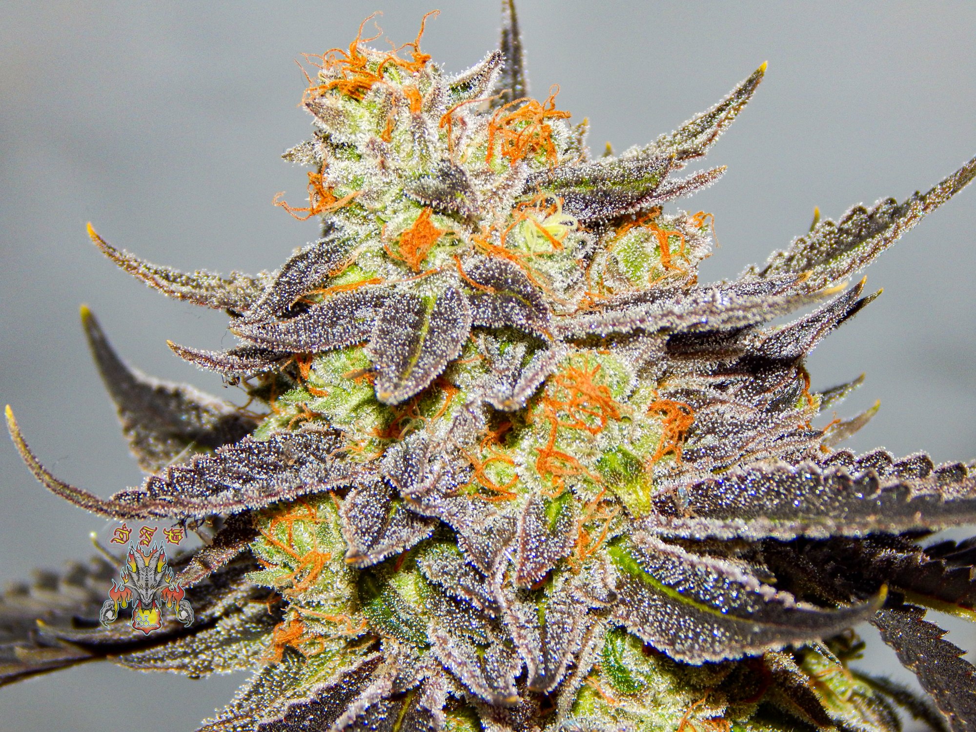 Orange dreams 3 2