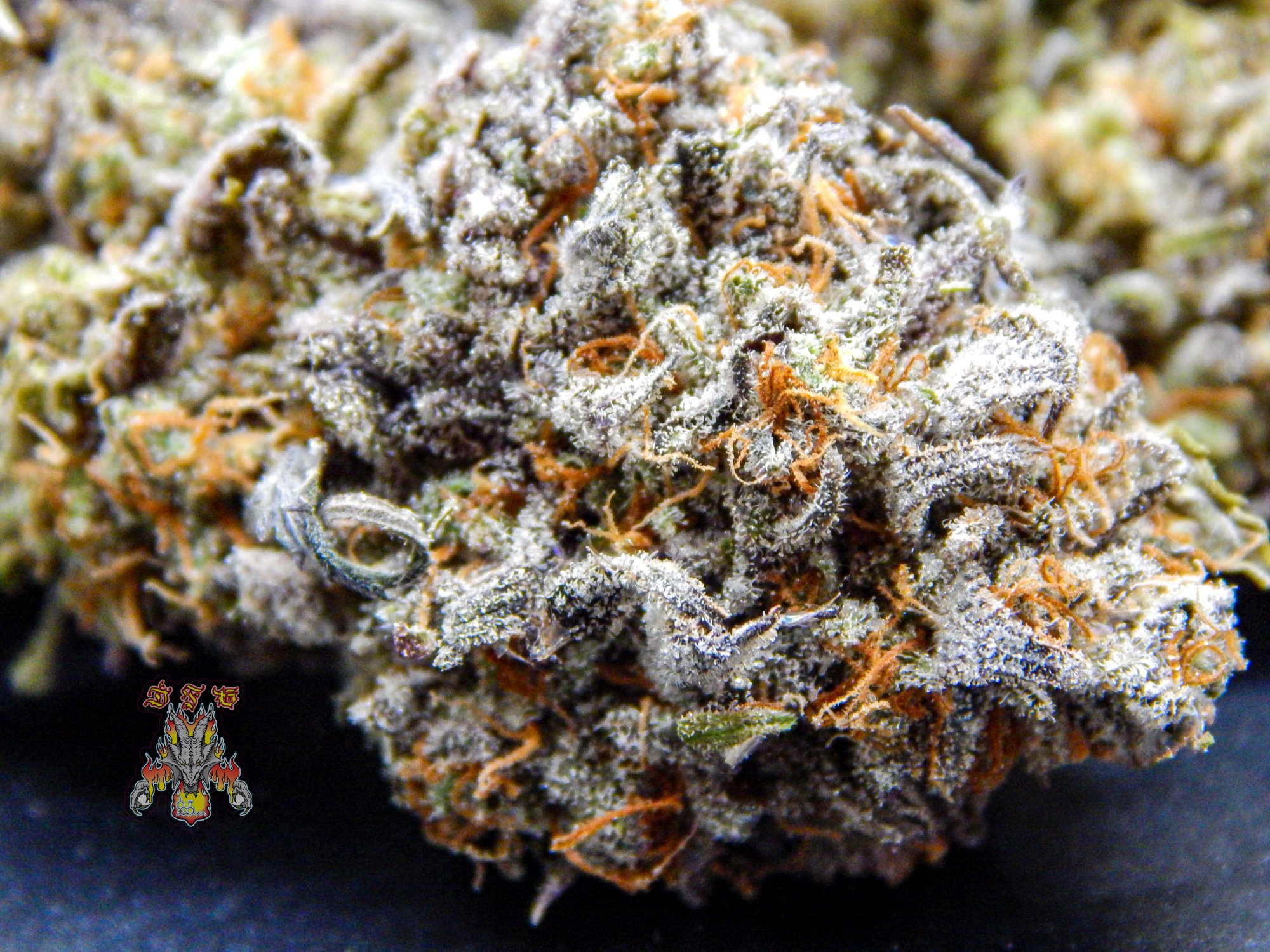 Orange dreams 3 6