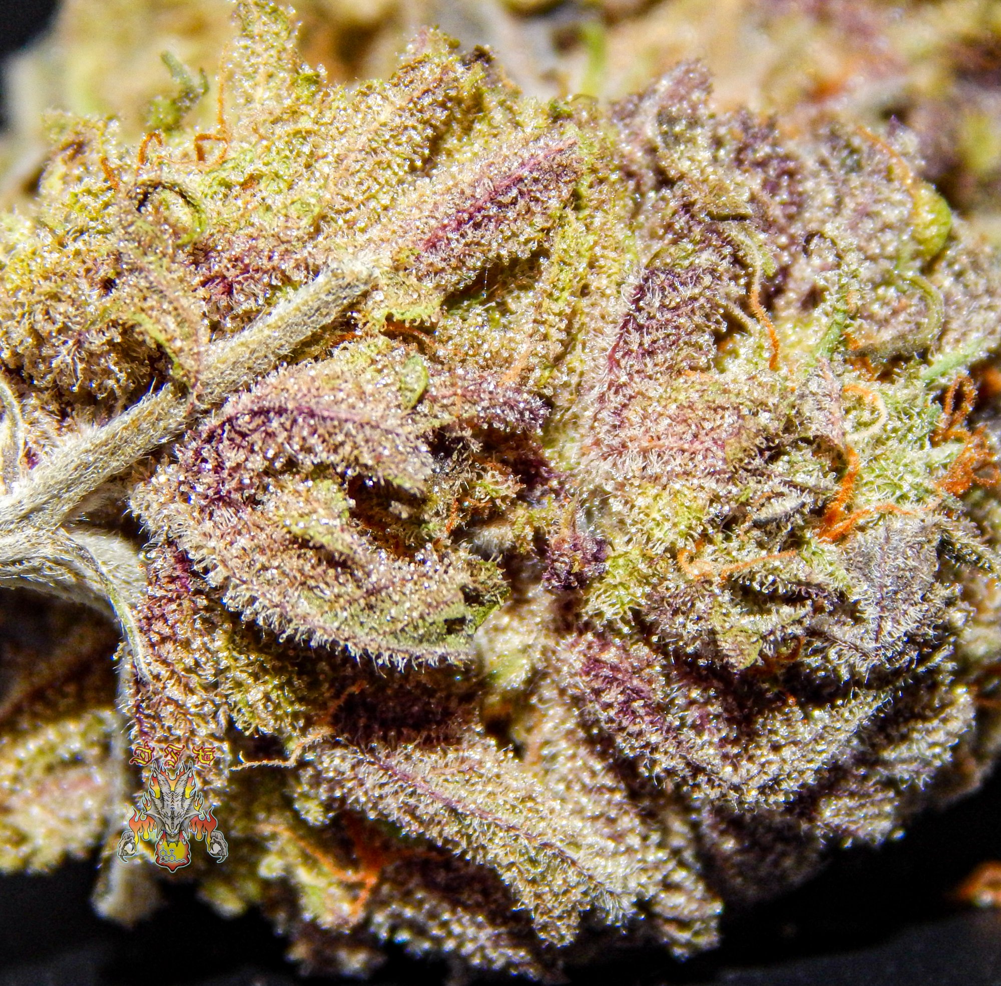 Orange dreams 3 7
