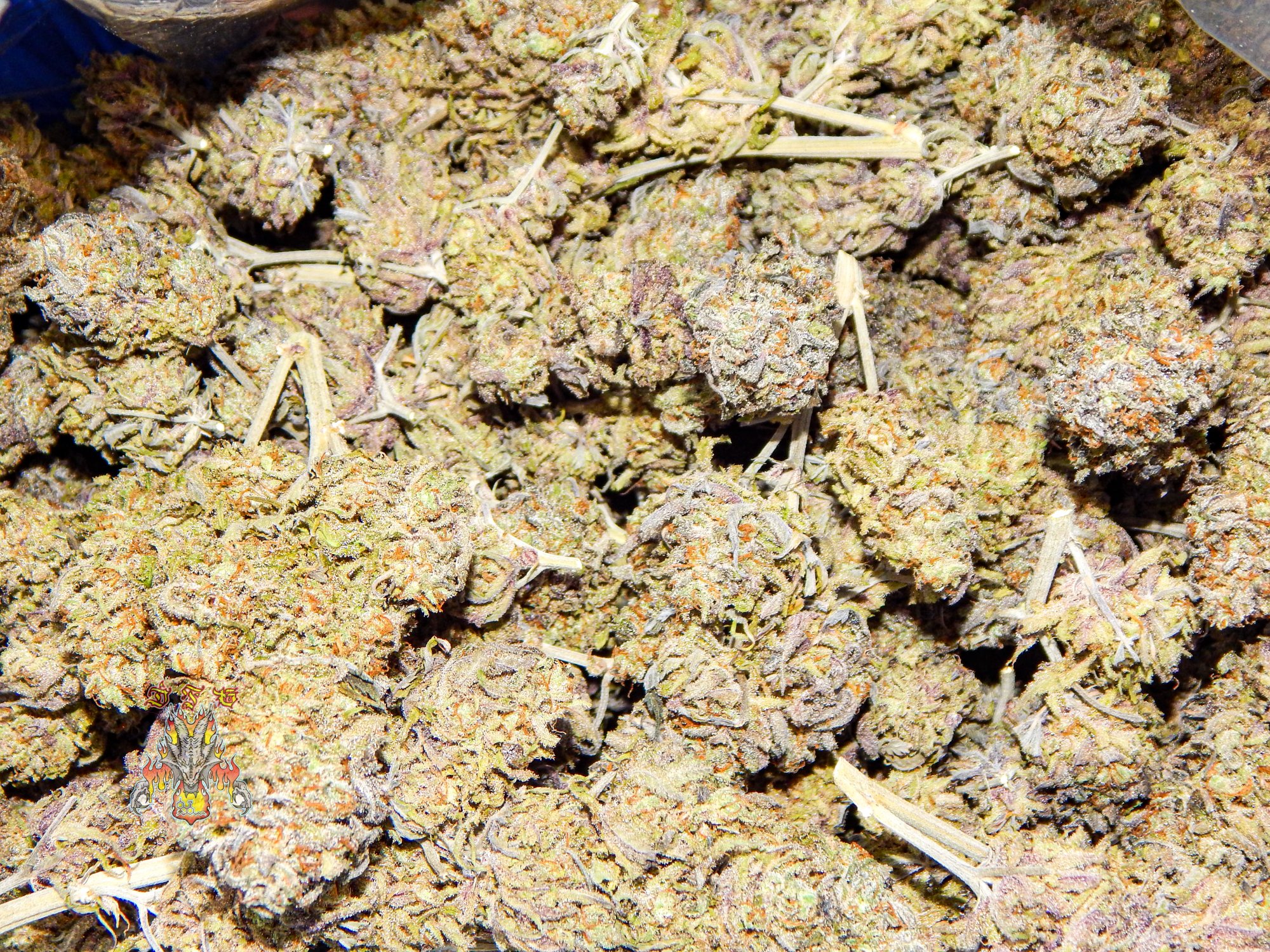 Orange dreams 3 8