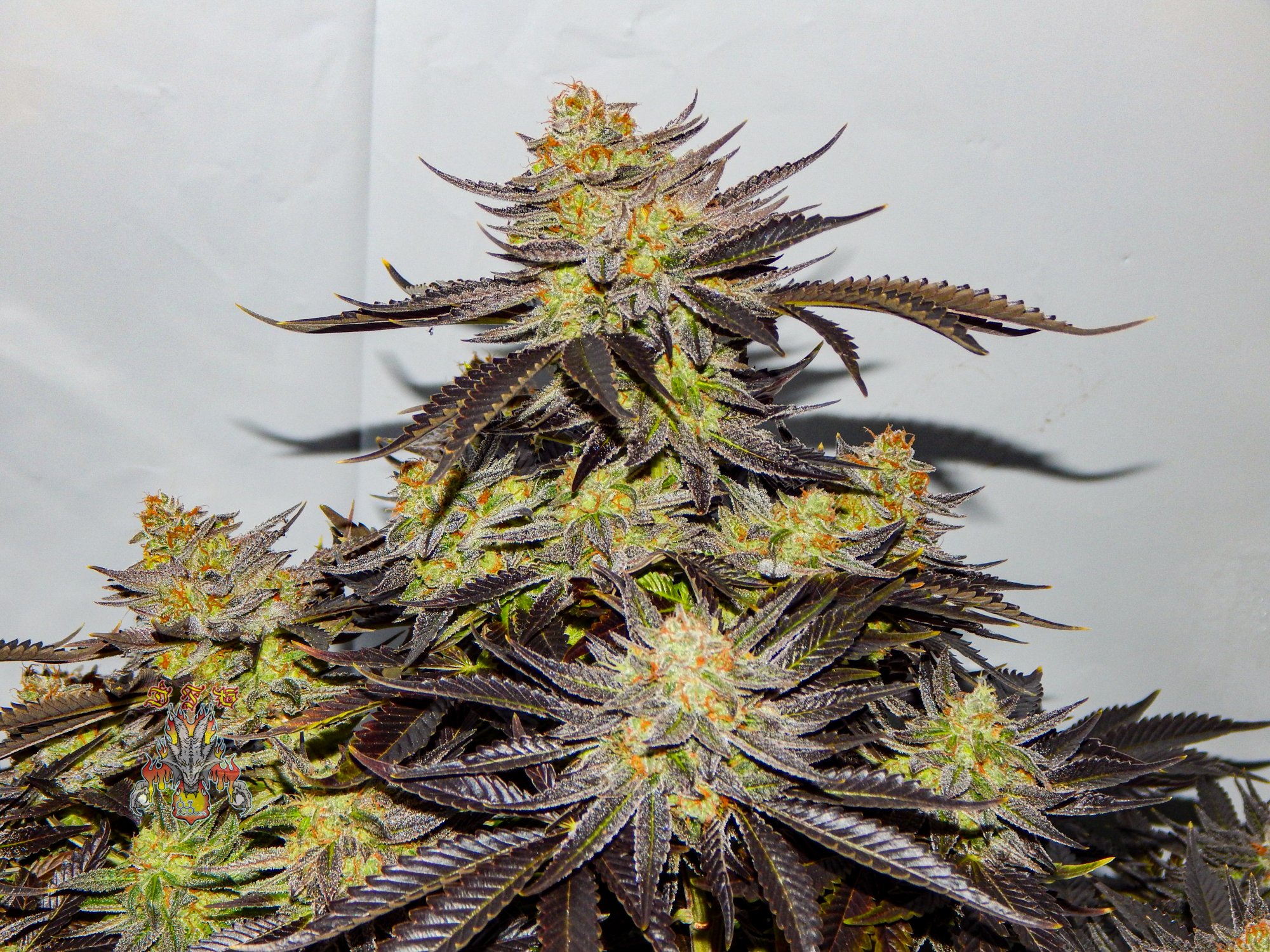 Orange dreams 3