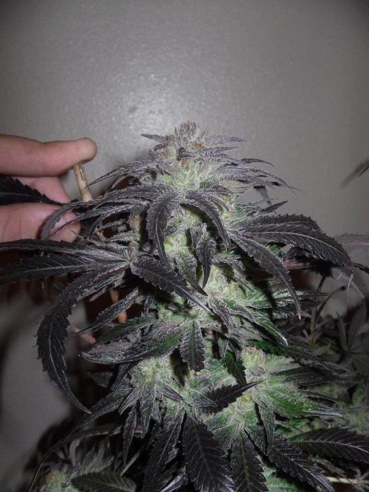 Orange kush