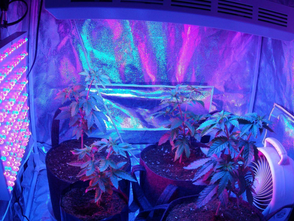 Orange kush x chemo done led style