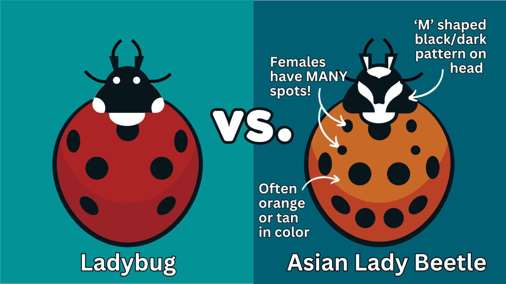 Orange ladybugs in ohio 1024x576