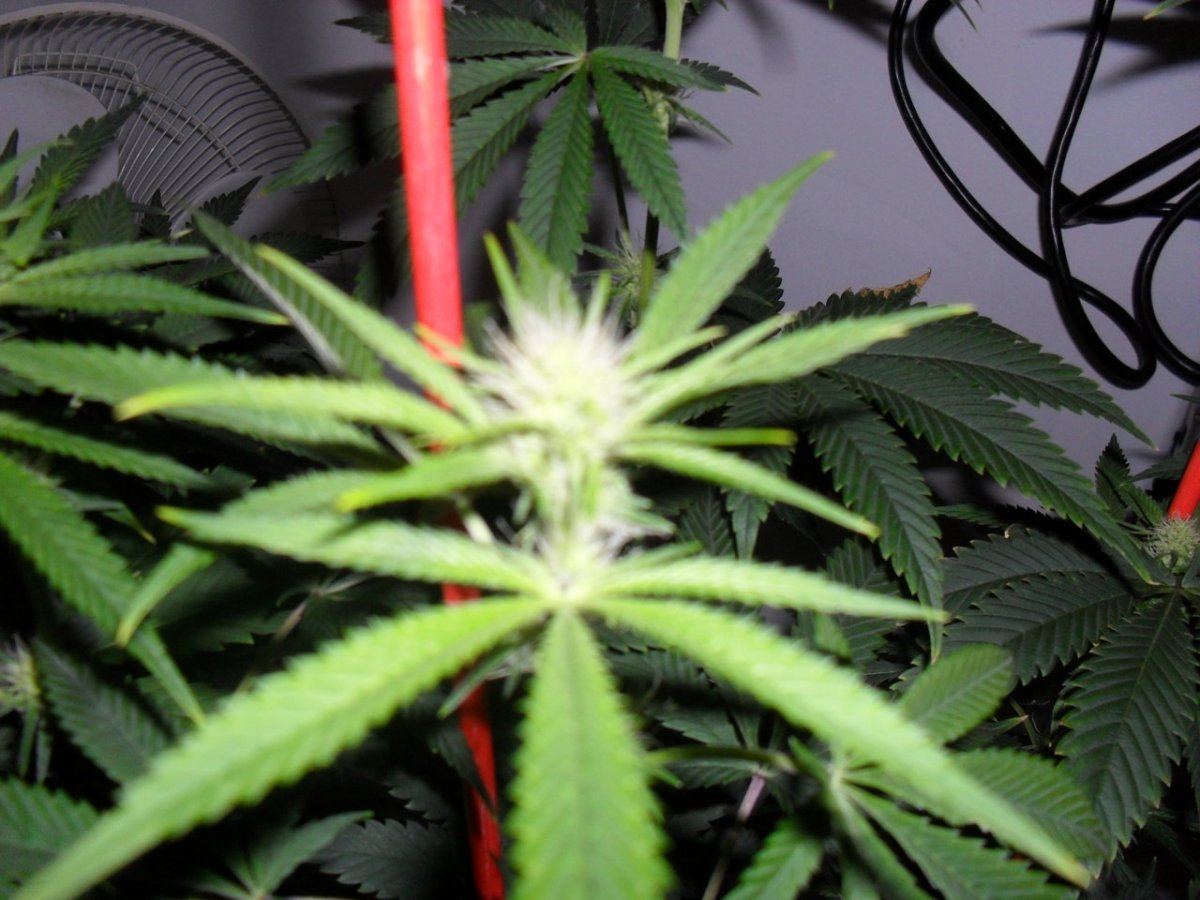 Orange og 1