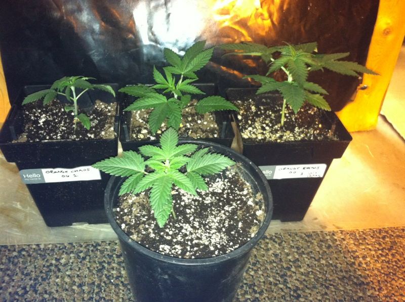 ORANGE OG 2