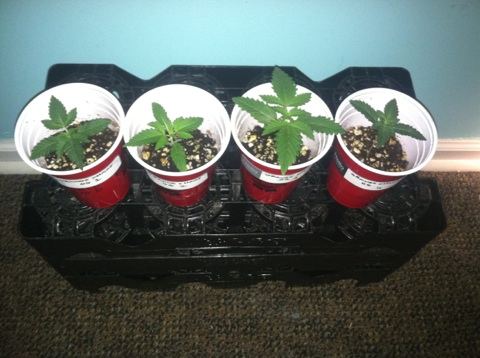 ORANGE OG 2 WEEKS