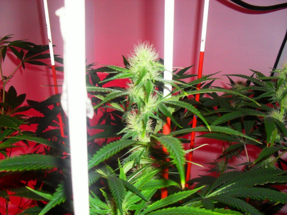Orange og 3 2