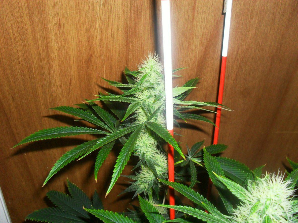 Orange og 3 day 32