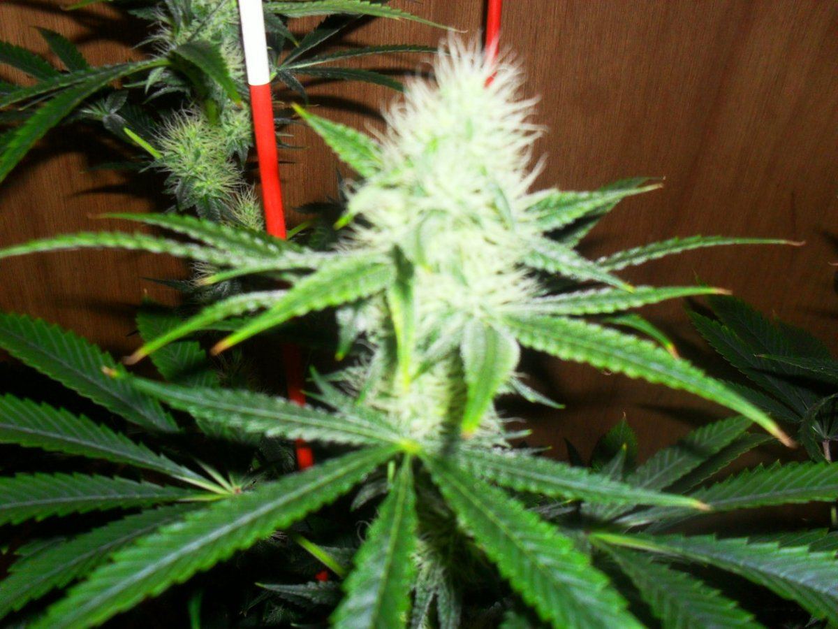 Orange og 3 pic 2