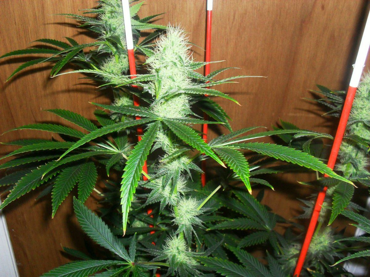 Orange og 3 pic 3