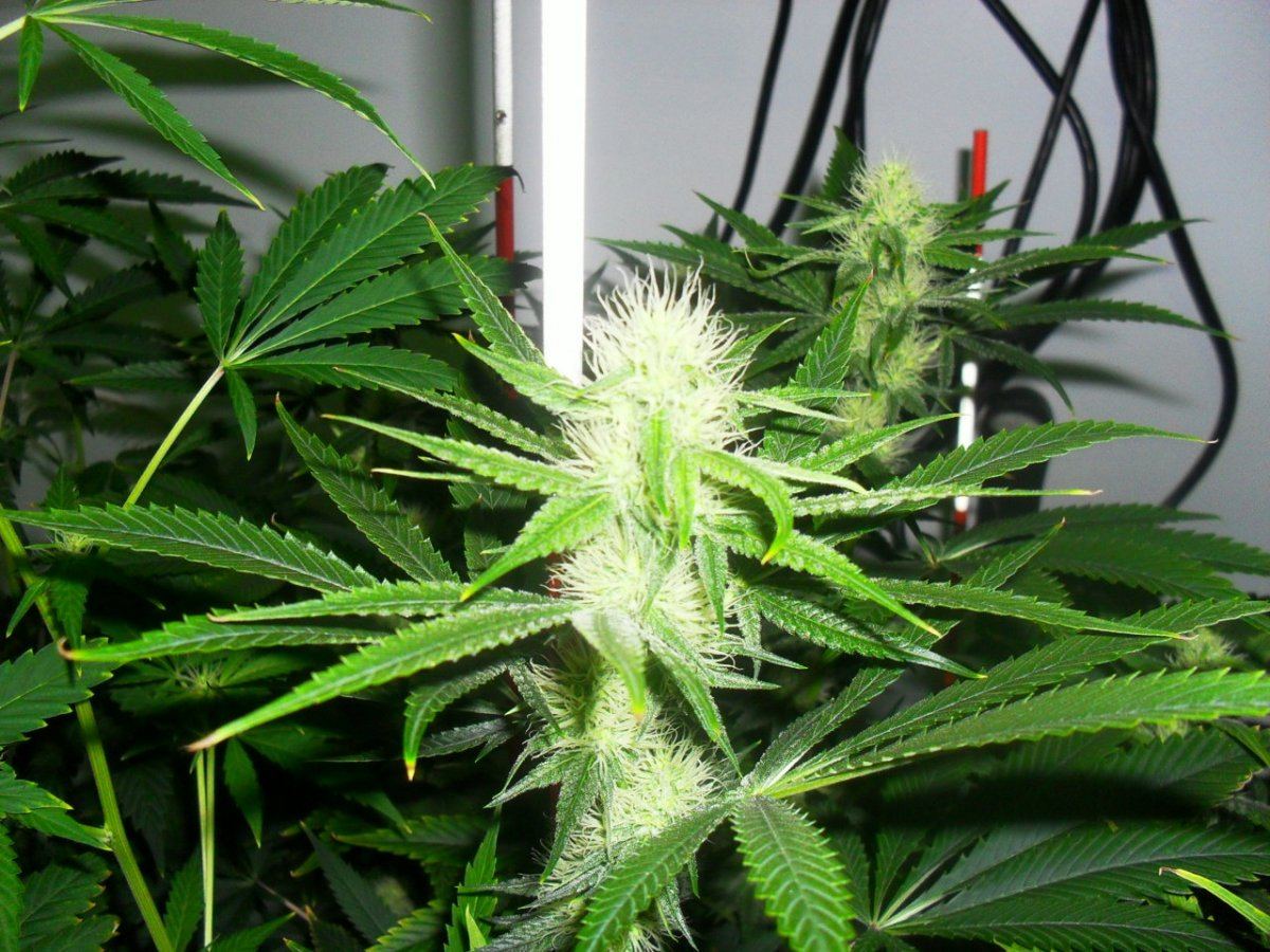 Orange og bud