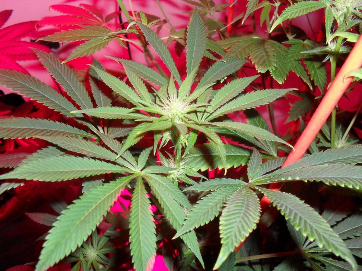 Orange og day 23