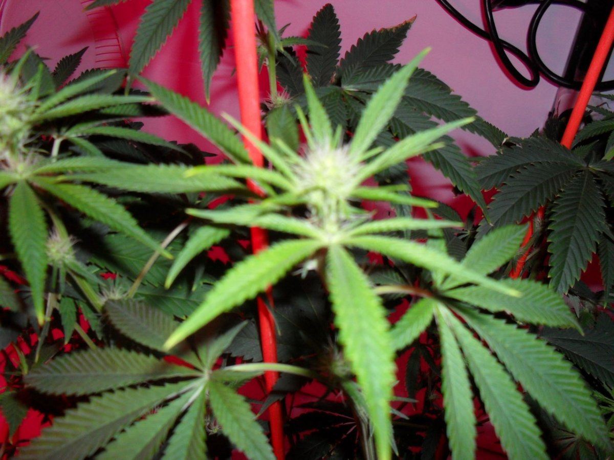Orange og