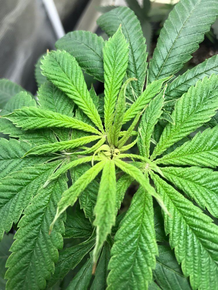 Orange powder on fan leaves and top growth has anyone seen this before run out of solutions 2