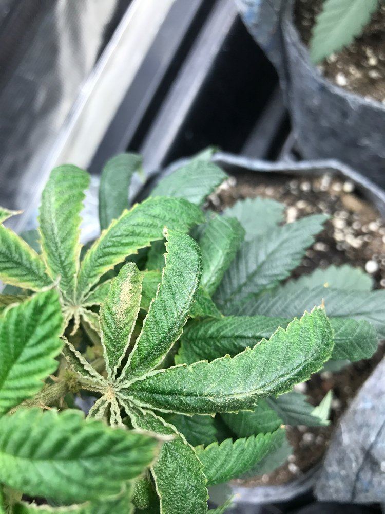Orange powder on fan leaves and top growth has anyone seen this before run out of solutions