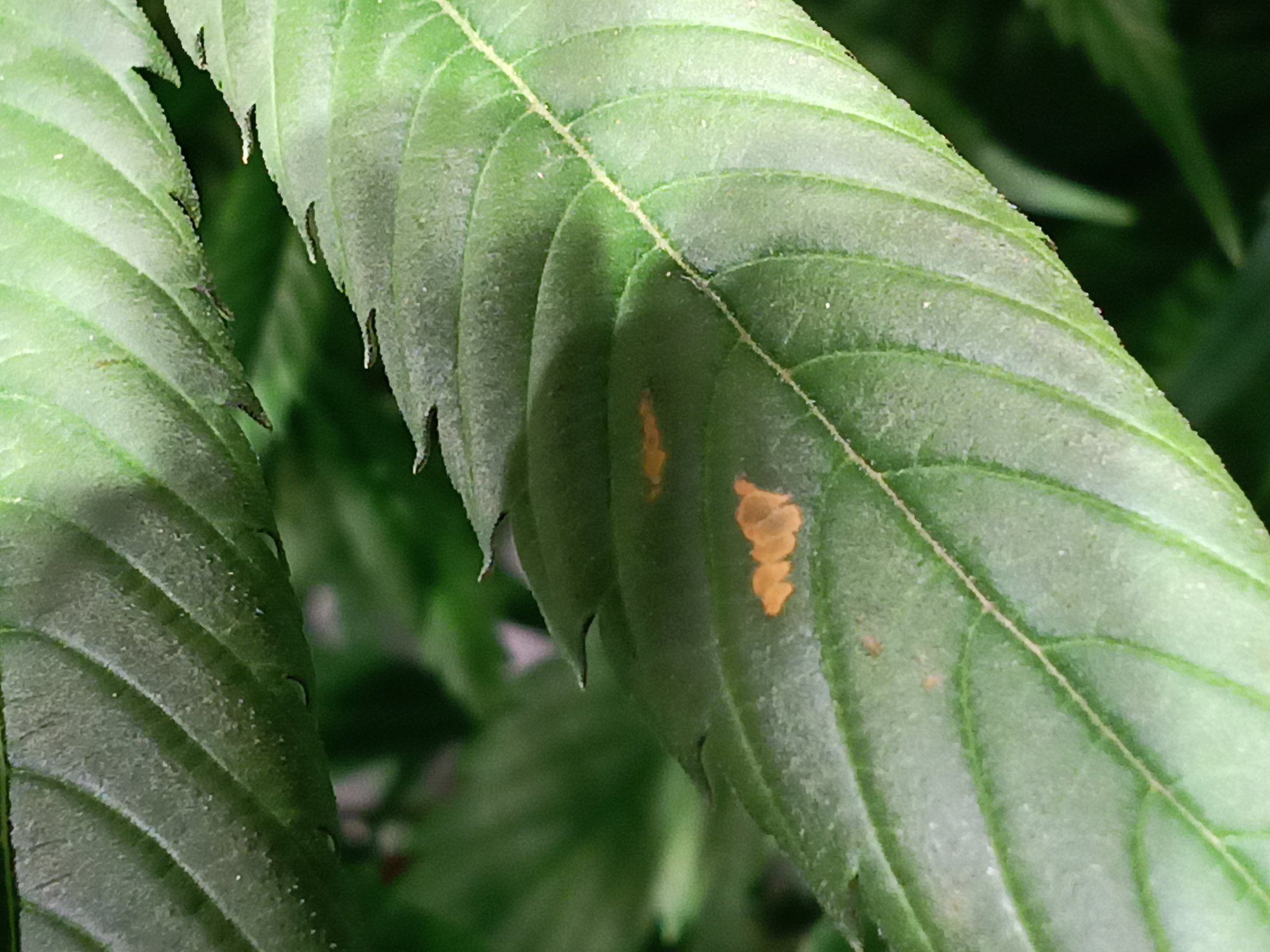 Orange spots on leaf help identify