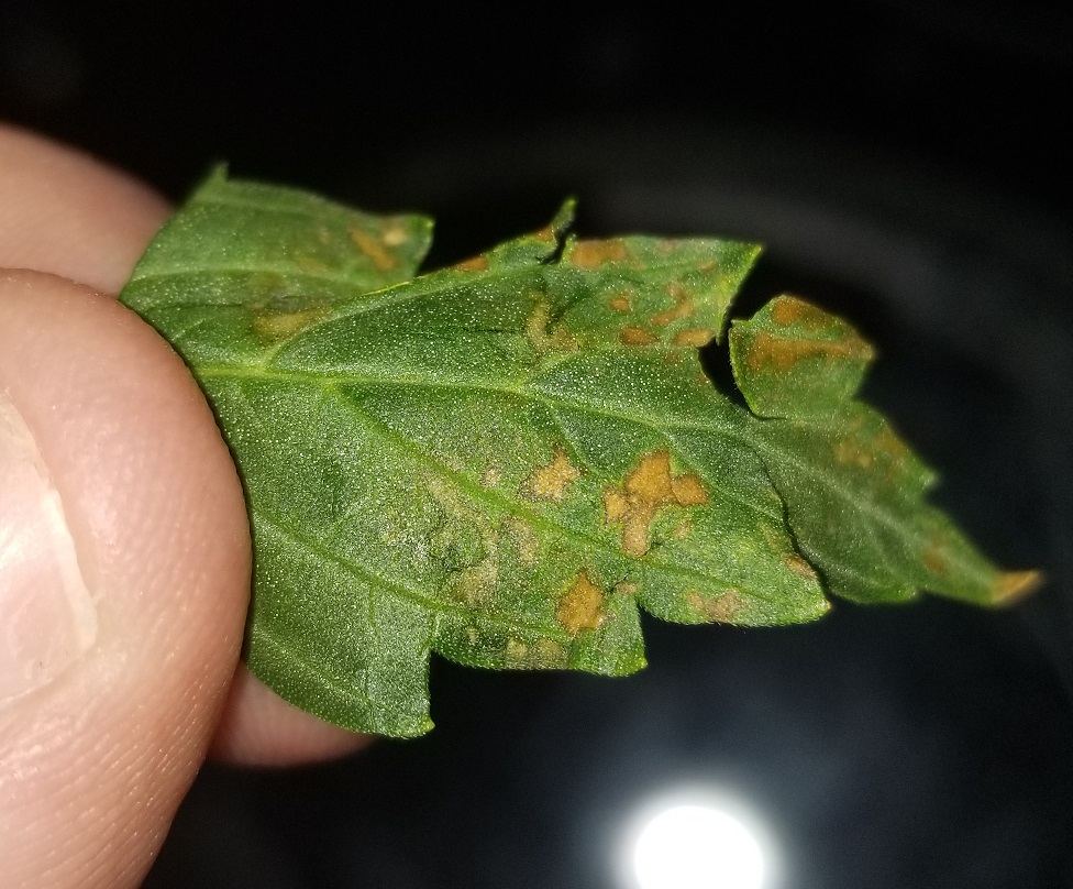 Orange spots on one of my 3 plants