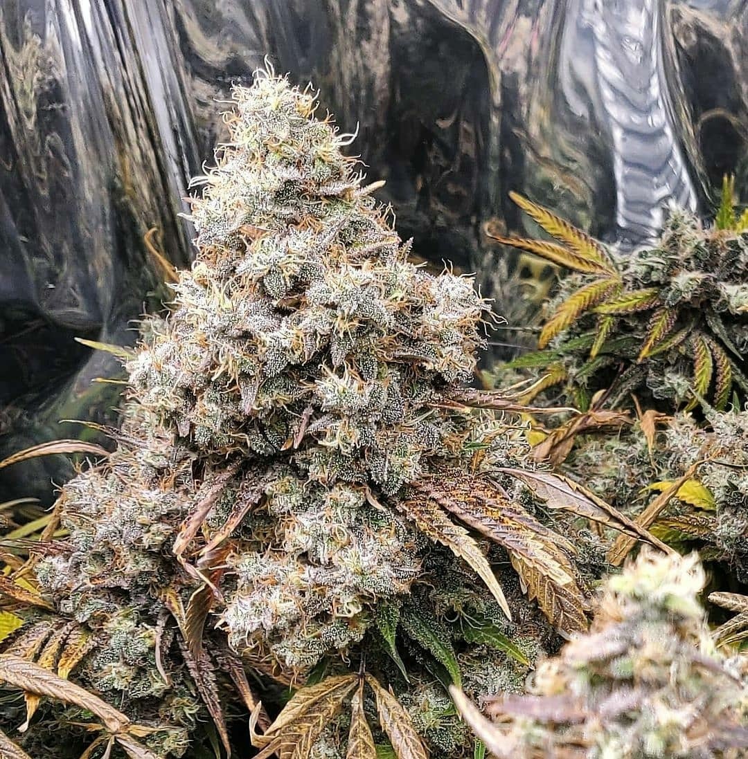 Orange Stash Lisa 2