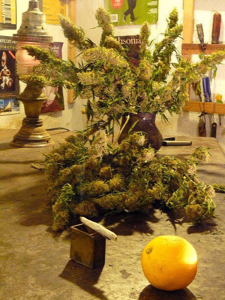 Orange thai agent orange x lemon thai