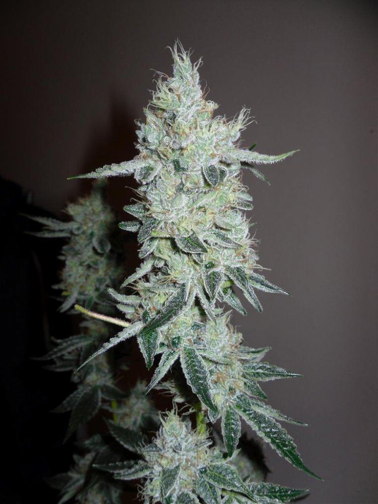 Orange valley og 1