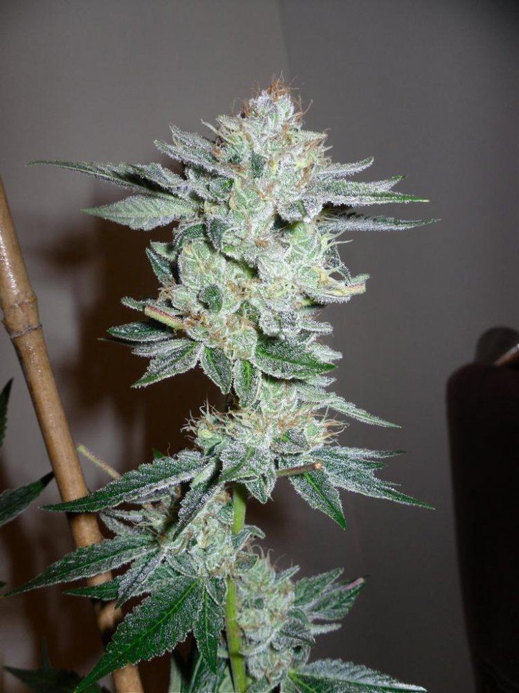 Orange Valley OG6