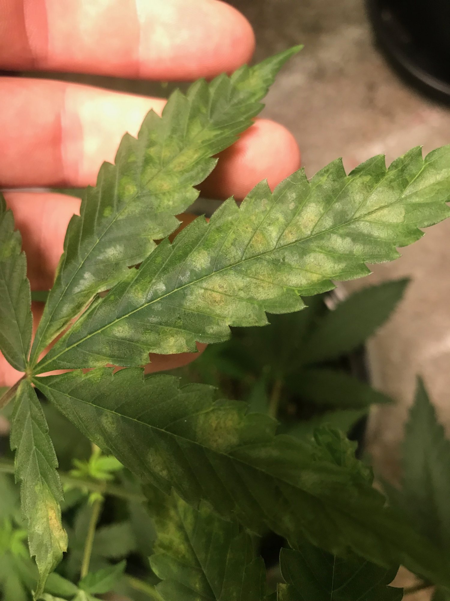 Orangey brownish spots on some leaves 4