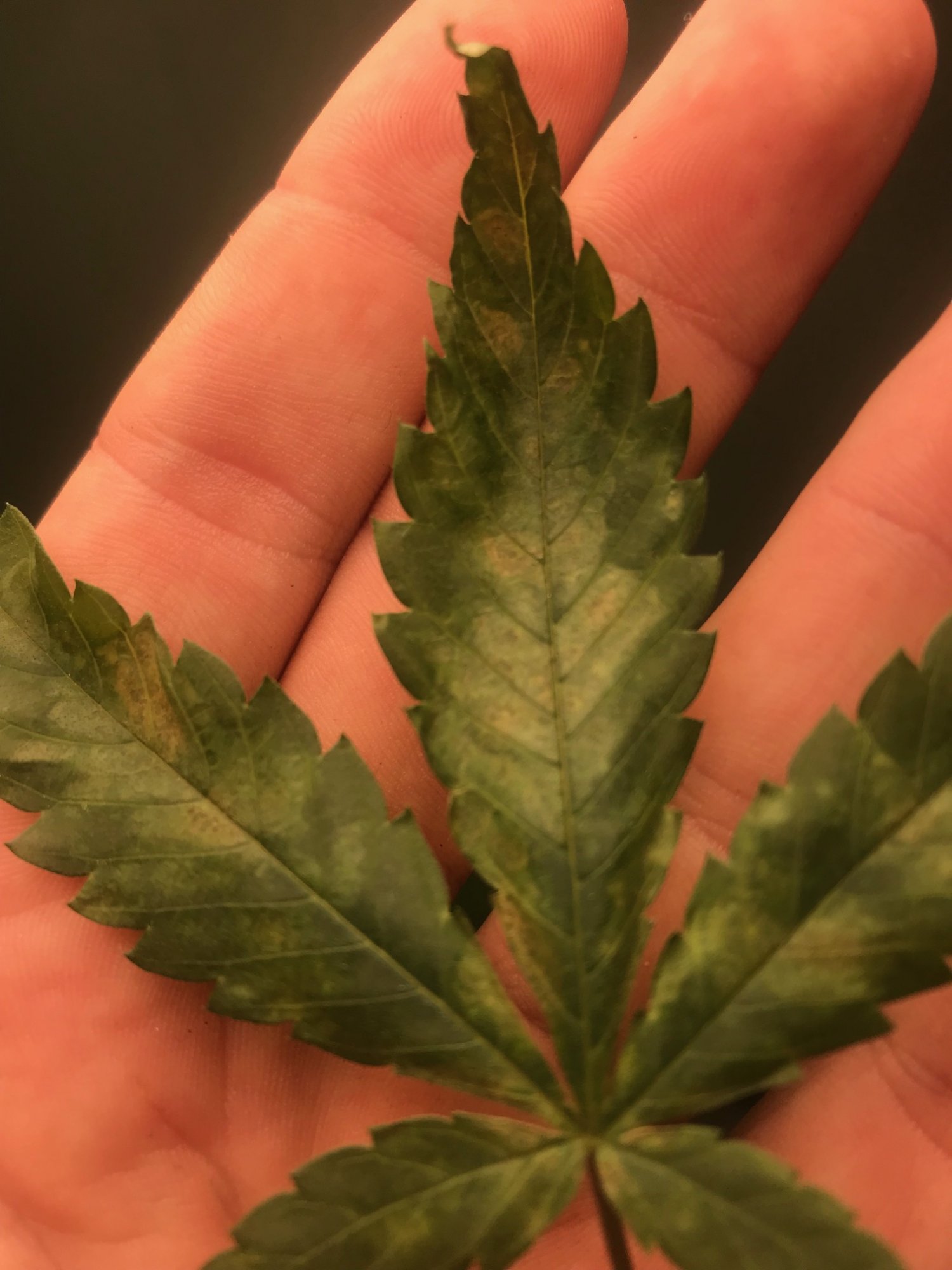 Orangey brownish spots on some leaves