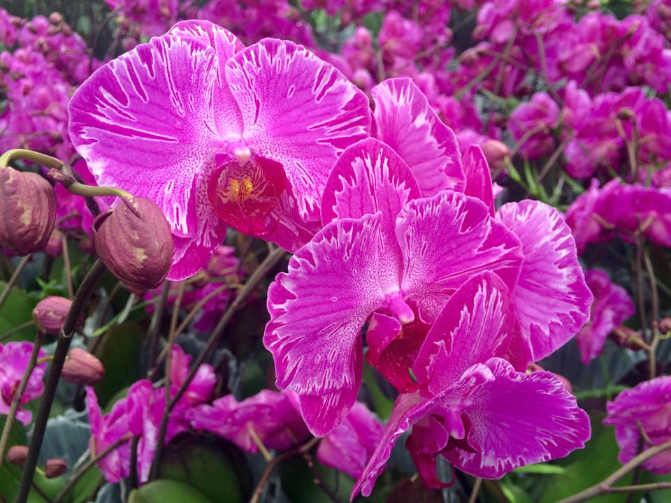 Orchid new 4