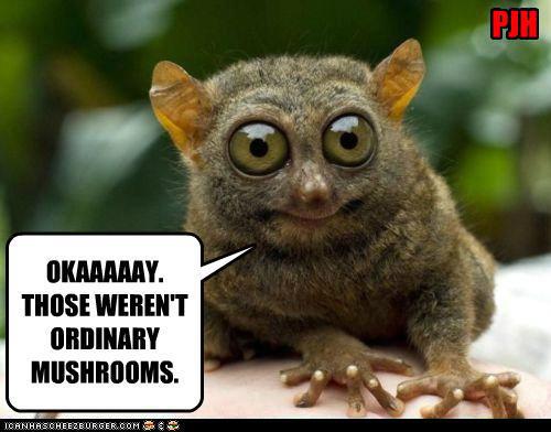 OrdinaryMushrooms