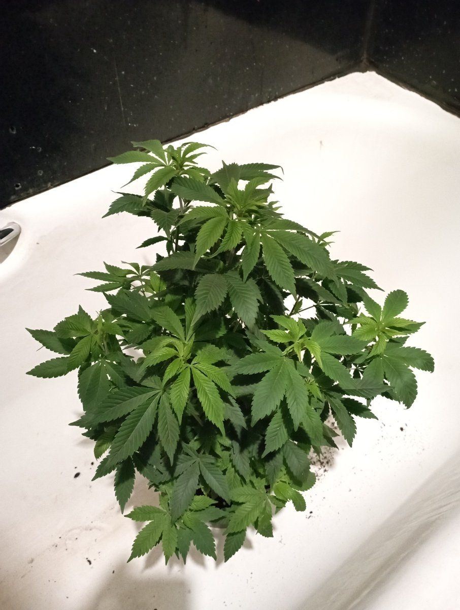 Oreoz bud clone