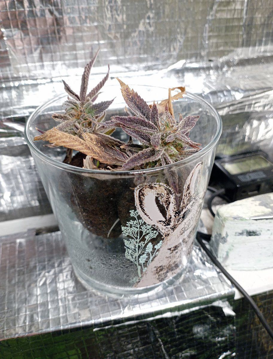 Oreoz bud clone