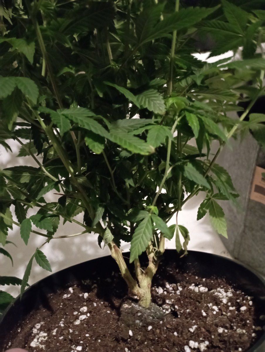Oreoz